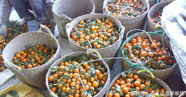 农民种植小小“黄金果”，年赚三十多万