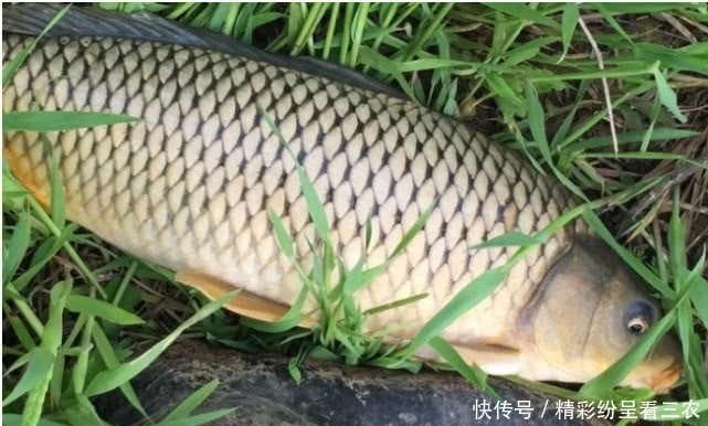 #试探#鲤鱼不是有耐心守就能钓到的,要是钓法没针对性,纯粹是浪费时间
