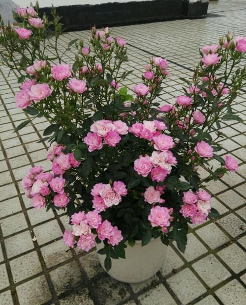  「花香」家养这几款花，好看好养颜值高，轻盈飘逸，花香沁人心脾，美