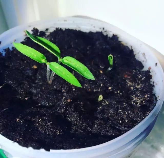  「番茄」春天来了,用塑料瓶种菜,自给自足,每个人都可以学会!