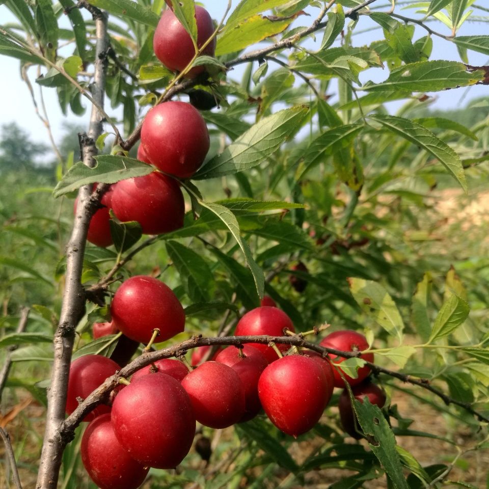 农村一种植物，人称“高钙果”，天然“补钙药”，您的家乡有吗?