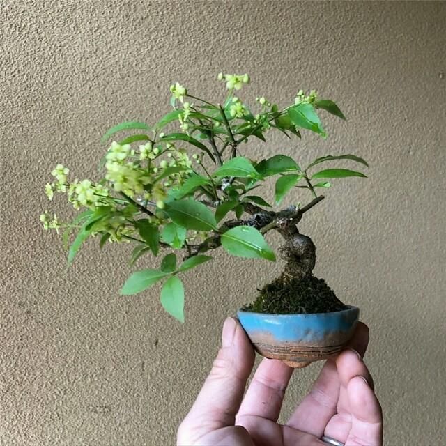  开花■掌上开花，真好看！