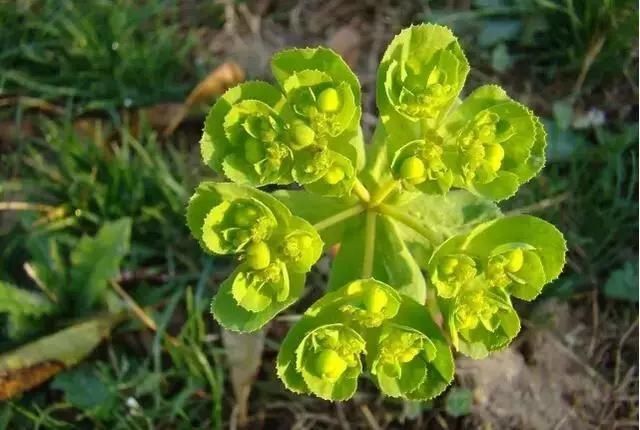  「别称」30种 ·野草的美，你认识几个？