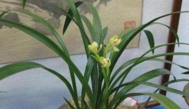  【肥料】兰花春天做好这几点，能多长芽、长壮芽、多开花，花开多又香