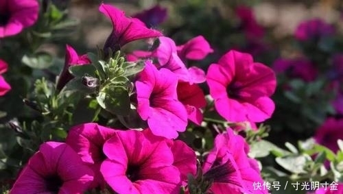  懒人|1种漂亮花，花期长、品种多，养花简单，懒人也能养爆盆
