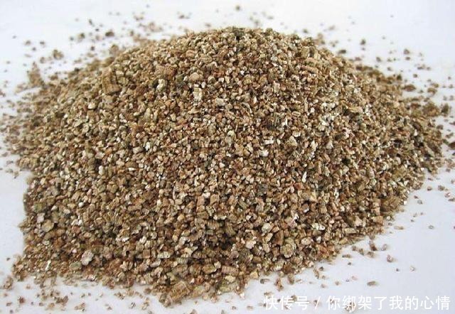  「插穗」圆锥绣球扦插最佳时间到来，动动手指，变成圆锥绣球养殖“大户”