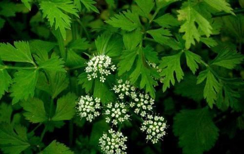  「科类的植物」这“6种花”有毒，太危险！养的时候需谨慎，你家若有，引起重视