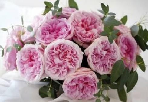 「满月」喜欢菊花,就养盆“珍稀名菊”乐天红,似粉嫩少女,花型似满月