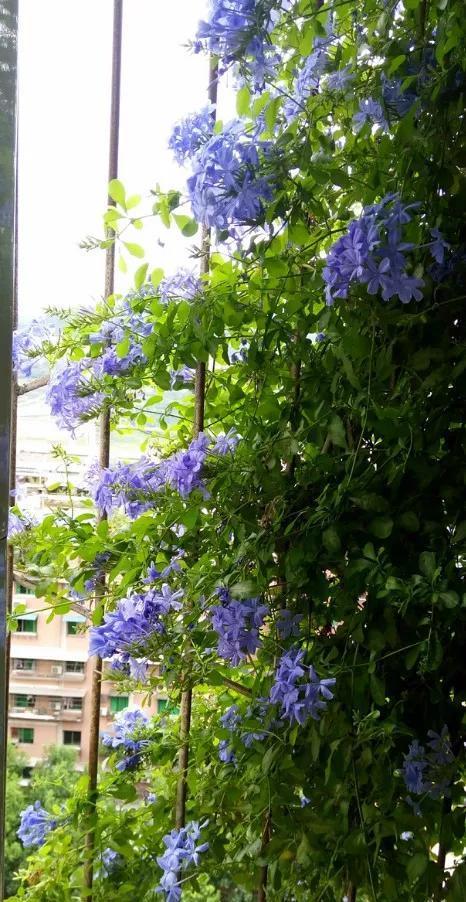 『长春花』6种花喜欢晒太阳,越晒花越多,一开200天不歇气!