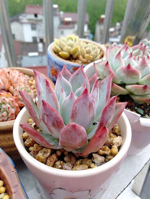  #肉语#肉圈里的多肉“暗语”，这些你都知道吗？教你学说肉言肉语