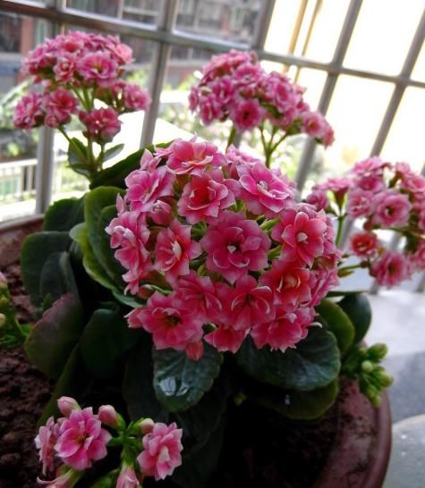  #植物#长寿花最爱“2种料”，换盆时放一点，叶子翠绿长得旺，花期3个月