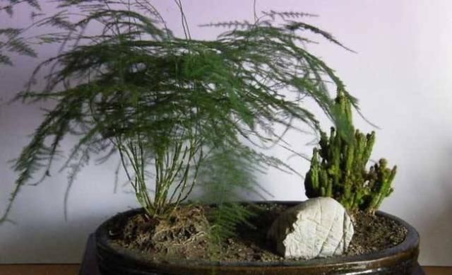  楼下@文竹老长得“乱糟糟”，楼下大爷教你“几招”，叶片青翠，枝形美