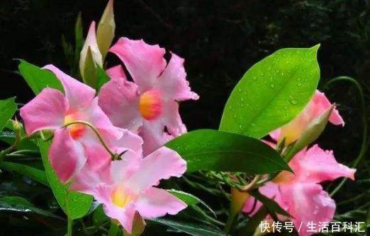  『迷人』喜欢养护花卉，就养开花爆盆、花期长，花色艳丽，香气迷人的花卉