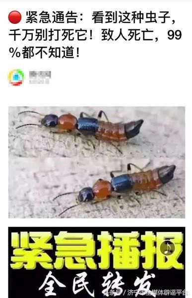 隐翅虫咬人会致命？耸人听闻的传言别再传了！