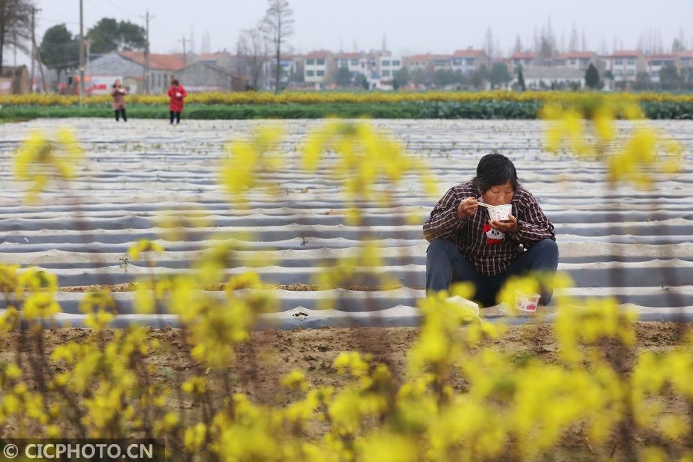  山东省|防疫不误农时 全国各地奏响春天“交响曲”