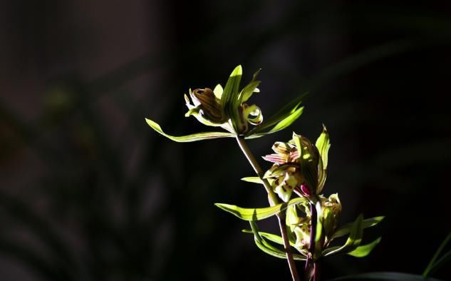  『花叶』众所周知“花叶同源”，那如何从兰花叶片看兰花开品？