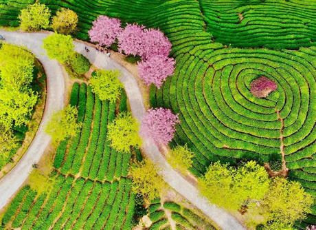 中国这些地方即将花开成海!错过又再等一年!诗情画意值得记忆!