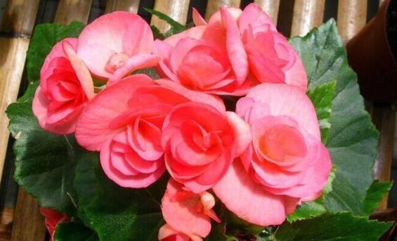  #长春花#这5款“开花机器”，好看好养，一开300多天，花色鲜艳长爆盆