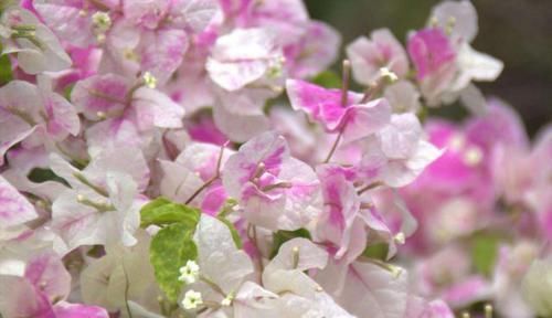  三角梅：小露台养上“1种花”，全年花朵“爆不停”，活像个小花园，真美