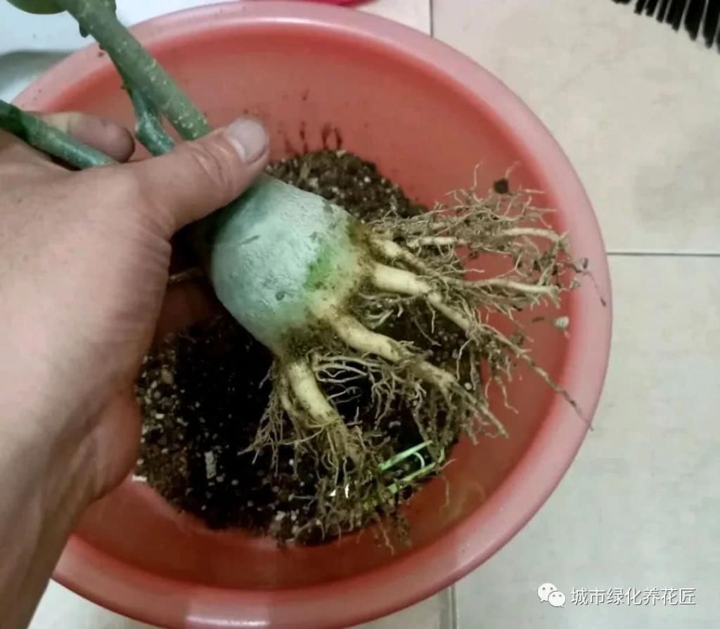  玫瑰：沙漠玫瑰根系似龙爪？做八方根盆景或提根盆景，不浪费完美根系