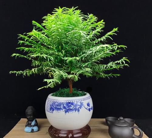  「养护」红豆杉造型优美，可净化空气，红豆杉养护要注意这4点