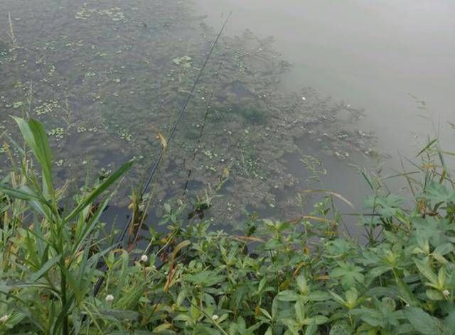  价格：钓大鱼和鱼竿的价格有关吗？40块钱的鱼竿钓不上大鱼是怎么回事？
