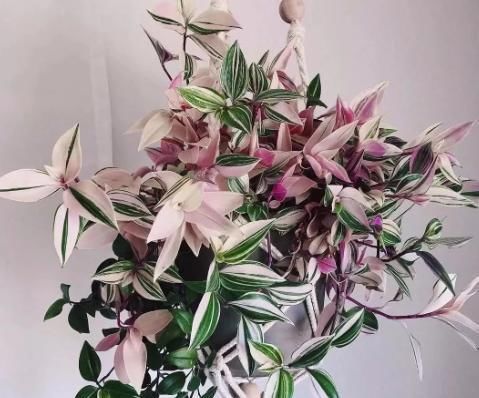  「大片」吊兰新品种，油画婚礼吊兰，好养颜值高，一根枝条繁殖一大片！