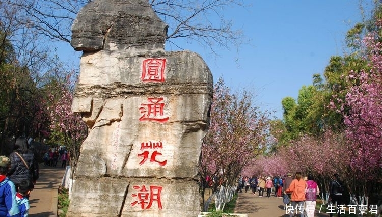 圆通花潮舞翩跹：三月春暖花开的季节，这里是昆明最经典的赏花地