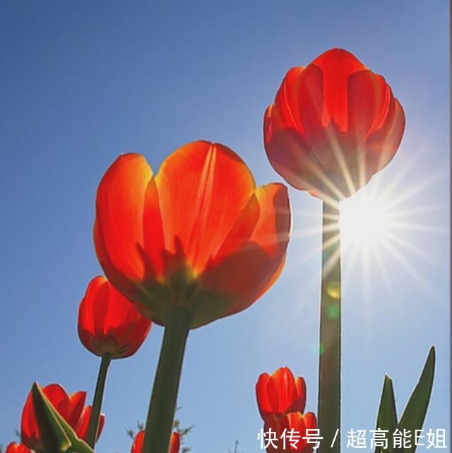 【虚化】只需3步,即可拍出娇艳欲滴的花朵!这样的技巧你会了么