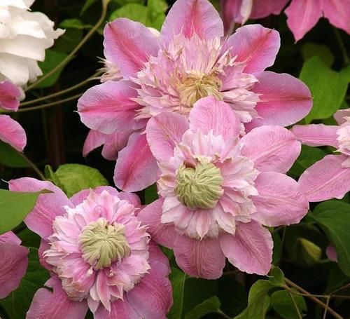  『好看』铁线莲哪种最“好看”？3个经典品种，说啥也得养，越看越喜欢