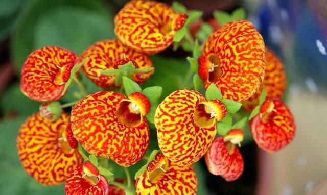 「富贵」喜欢菊花,那就养盆荷包花,花开似荷包,寓意富贵吉祥,艳丽多姿