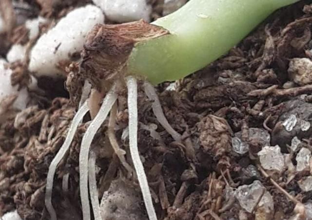 「种植物」河边的“1种野草”,被称为“不死鸟”,挖1棵养,繁殖10棵,值