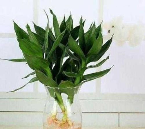 富贵竹■富贵竹水培加点它,叶片健壮油亮,不黄叶不烂根蹭蹭冒新芽!