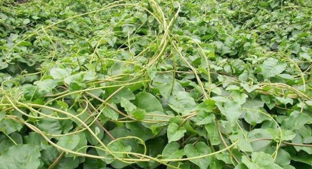 在印度被当成杂草处理的植物，我国引进后被大量种植，还很受欢迎