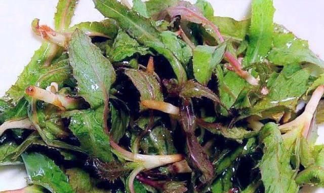  『蒲公英』春天“最苦”的6种野菜，常被当成杂草，殊不知养肝消炎价值高