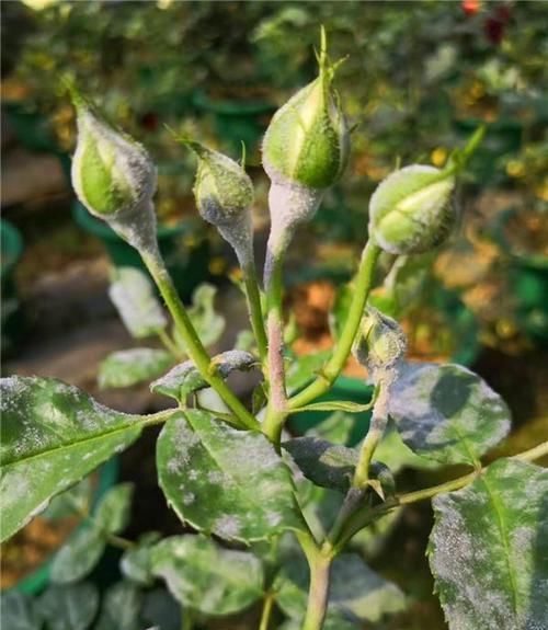  「药水」月季经常喷此药水，从来不得白粉病，花型艳丽，四季爆盆