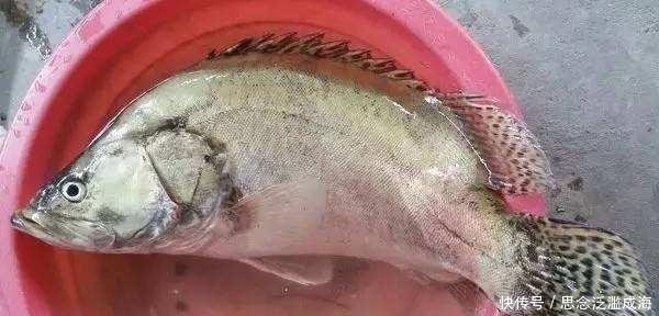 钓鱼|老水库钓鱼,鱼不开口钓到它,同行钓友羡慕坏了!