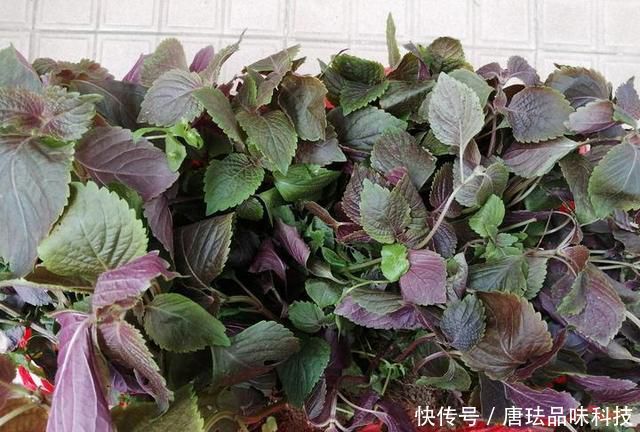  花盆@春天来了，酸咪草都开了，紫苏都种活了！