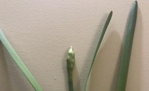  水培■买几个风信子的球茎，准备一个水培容器，添加一点清水就能养开花