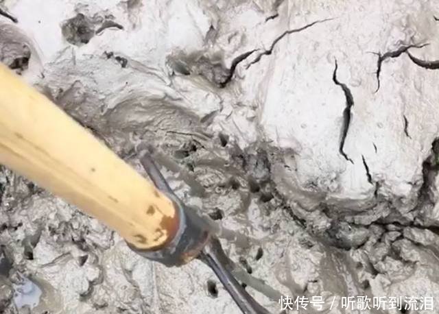 农民养的“它”虽一只价值百元，但产量低，每天都得靠鱼叉捕获