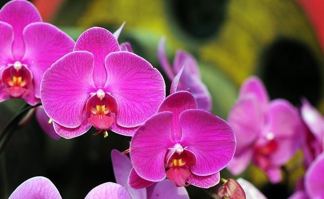 家里|家里养了3种花,到了花期蹭蹭开花,不需要光照都能浪漫满屋