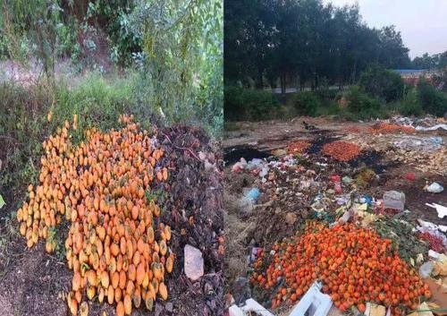  [收购]收购商“3毛钱一斤卖吗，不卖你去倒掉吧”