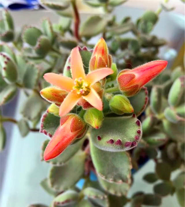 【白花韧锦】有8种多肉“开花不用剪”,只要肥水跟上来,一绽放比啥花都美