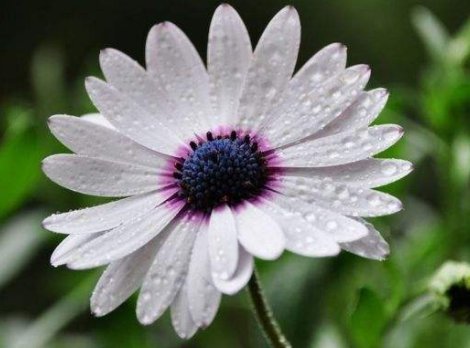 「养盆菊」喜欢养菊花,不妨养盆菊中珍品,娇小玲珑,似龙凤傲游,妖艳妖娆