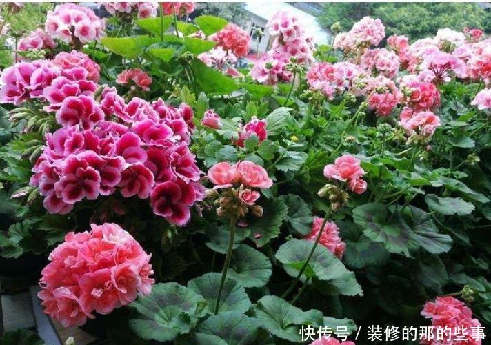  试试：养花试试这几款，花开繁盛花香怡人，花色繁多易爆盆，娇艳欲滴