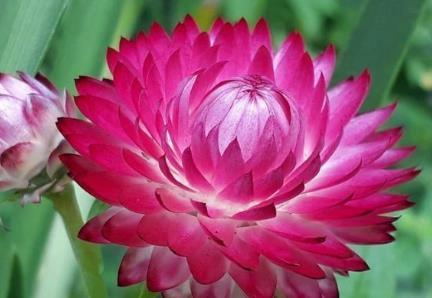  「托菊」新手养花，不如养盆花中精品“鳞托菊”，晶莹剔透，淡雅高贵