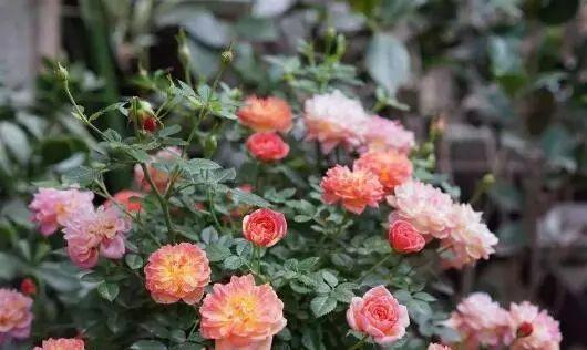 捉迷藏|阳台养一盆这个花,超好养,花量大,开完又开,四季花苞爆满